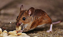 warehouse-pest-control Experts in South Hadley Falls
